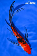 7.5" SANKE BUTTERFLY