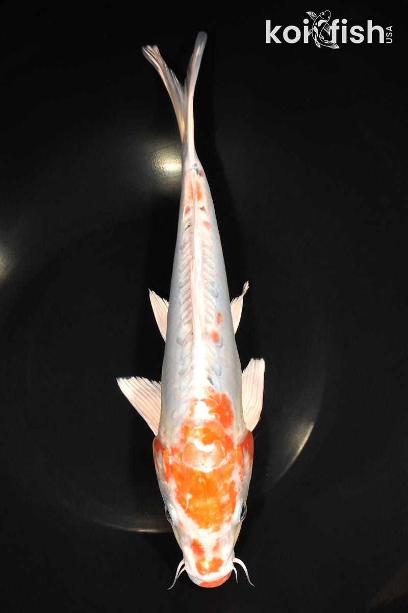 11" HEISEI NISHIKI