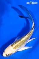 5.25" KUJAKU BUTTERFLY