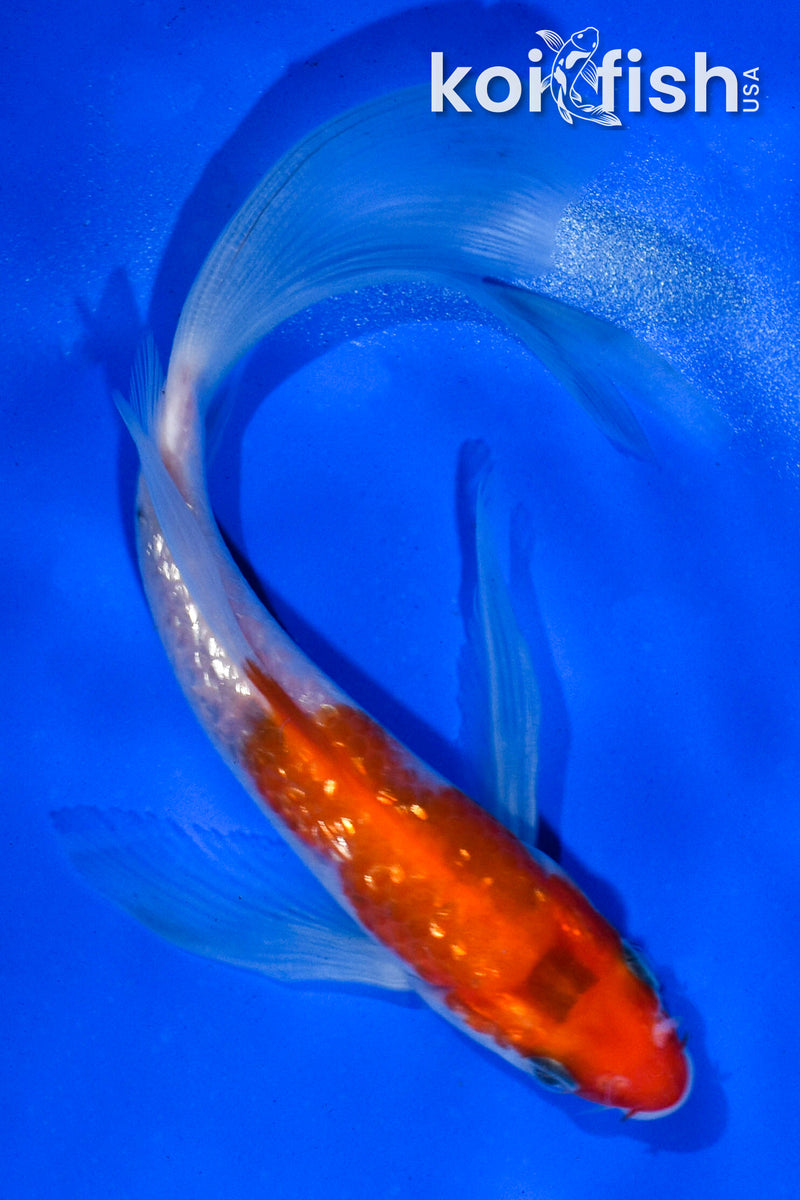 5.5" GINRIN KOHAKU BUTTERFLY