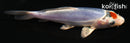 4.5" TANCHO BENI KIKOKURYU