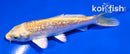 4" GINRIN YAMABUKI OGON