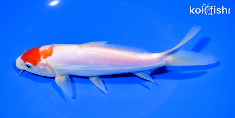 7.75" KOHAKU