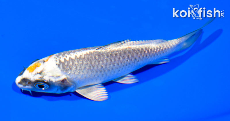 5.25" BENI GINGA