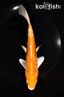 7" ARGOKE KIKUSUI