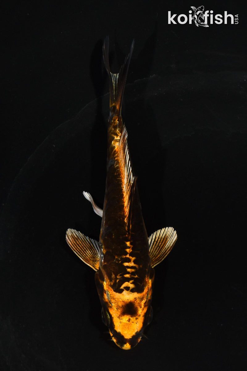 5" ARAGOKE BENI KIKOKURYU