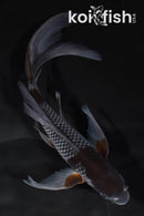 8.5" OCHIBA SHIGURE BUTTERFLY