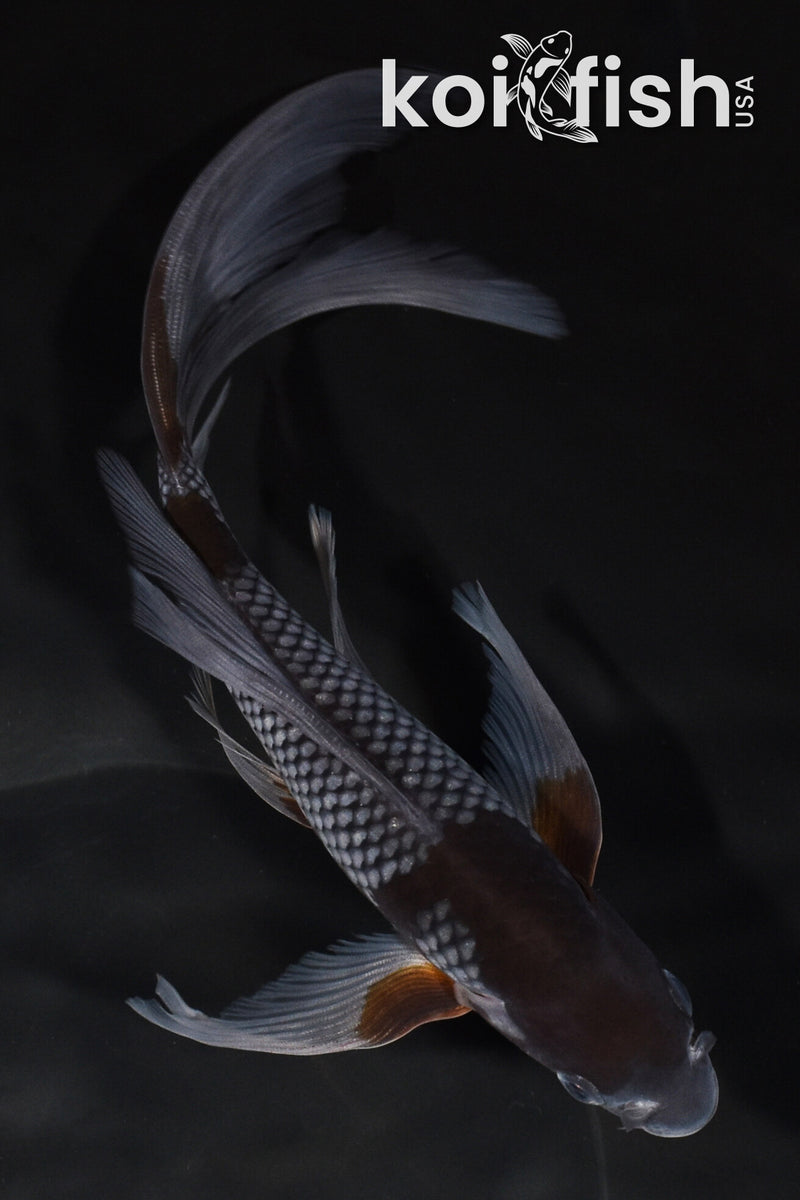8.5" OCHIBA SHIGURE BUTTERFLY