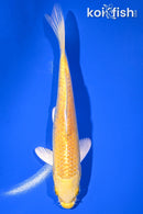 6.75" YAMABUKI OGON
