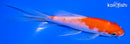 5.5" KOHAKU BUTTERFLY