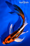 5.5" KUJAKU BUTTERFLY