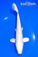 7.75" GINRIN PLATINUM OGON