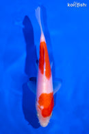 5.5" NIDAN KOHAKU