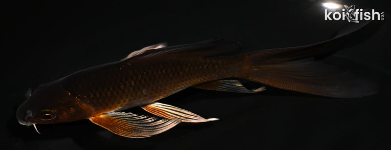 5.75" METALLIC CHAGOI BUTTERFLY