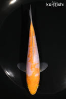 5.25" ARAGOKE OCHIBA SHIGURE