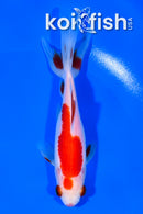 5.25" SARASA WAKIN GOLDFISH