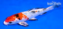 5.5" GINRIN YAMATO NISHIKI