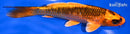 6.25" KIN ORENJI MATSUBA