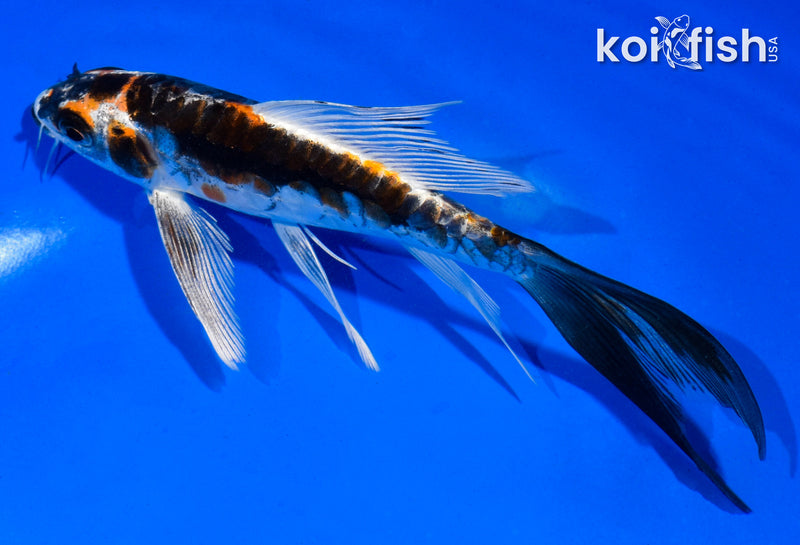 6" BENI KIKOKURYU BUTTERFLY