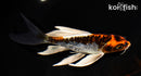 7" ARAGOKE BENI KIKOKURYU BUTTERFLY