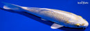 5.75" LEMON HARIWAKE