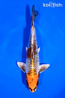 6.5" BENI GINGA