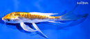 7.5" KIN KIKOKURYU BUTTERFLY