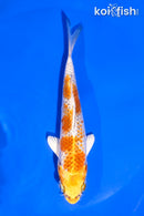 5" KUJAKU