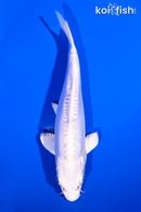 6.75" DOITSU PLATINUM OGON