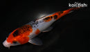 5" GOSHIKI