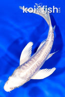 6" ARAGOKE PLATINUM OGON BUTTERFLY