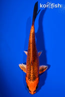 6.25" KIN ORENJI MATSUBA