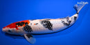 13.75" SANKE