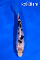 4.5" GINRIN SHIRO BEKKO