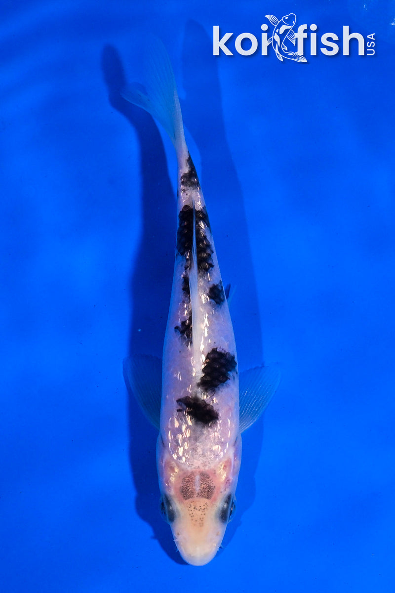 4.5" GINRIN SHIRO BEKKO