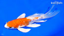 6.75" KIKUSUI BUTTERFLY