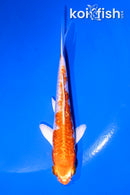 4.5" GINRIN HARIWAKE