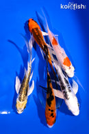 PACK OF (5) 4-5.5" BUTTERFLY KOI