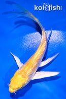 4.5" GINRIN YAMABUKI OGON BUTTERFLY