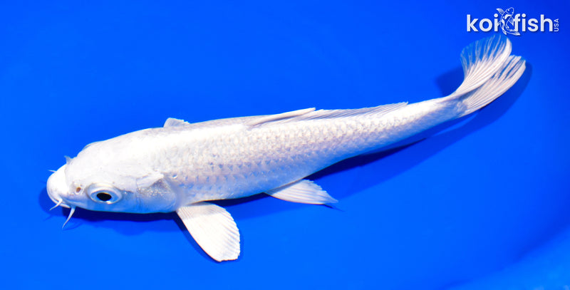 7.75" GINRIN PLATINUM OGON
