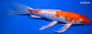 10" GINRIN HARIWAKE BUTTERFLY