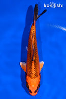 5.5" ORENJI MATSUBA
