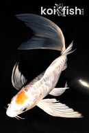 7.75" TANCHO YAMATO NISHIKI BUTTERFLY