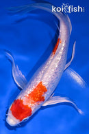 8" GINRIN HARIWAKE BUTTERFLY