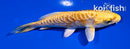 4" ARAGOKE YAMABUKI OGON