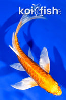 5.5" ARAGOKE ORENJI OGON BUTTERFLY