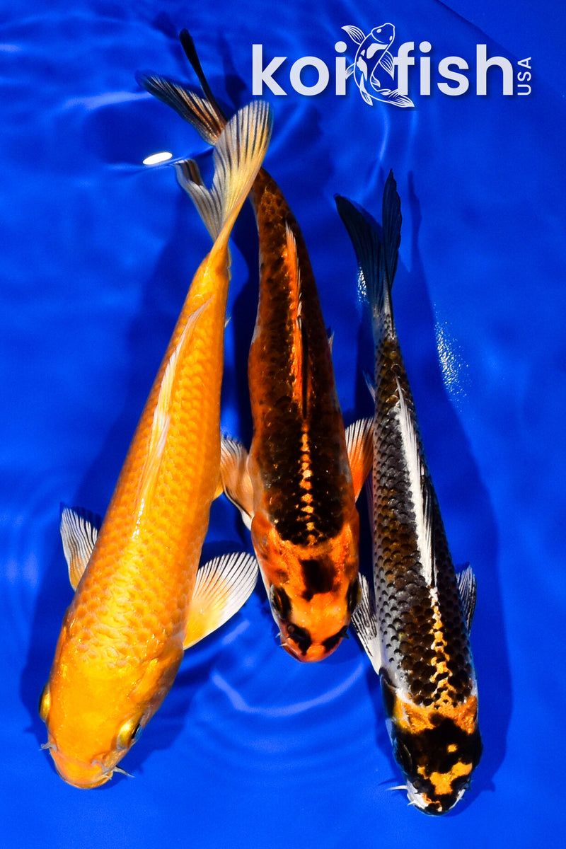 PACK OF (3) 5.5"- 5.75" STANDARD KOI