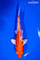 6.5" GINRIN HARIWAKE