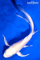 6.25" PLATINUM OGON BUTTERFLY