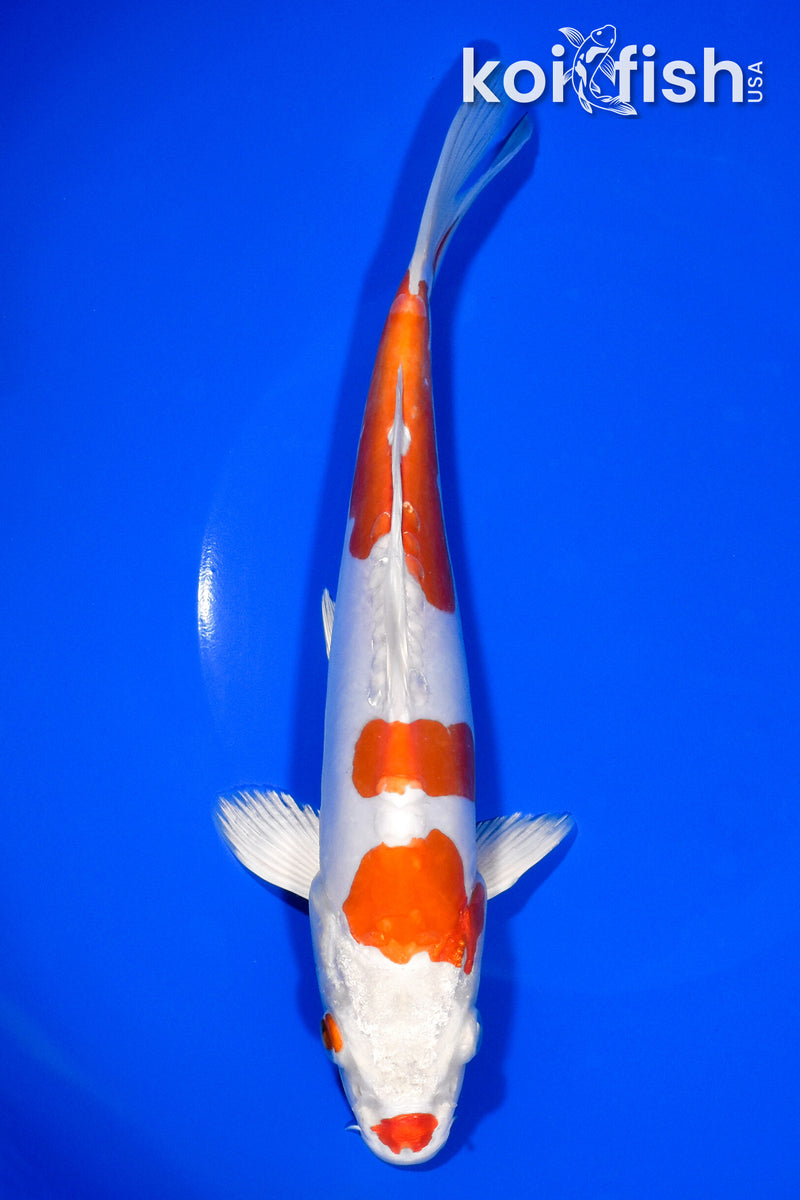8.5" KIKUSUI